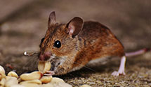24 Hour & Emergency Exterminators in Granville Smt, PA